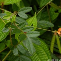 Tephrosia tinctoria (L.) Pers.